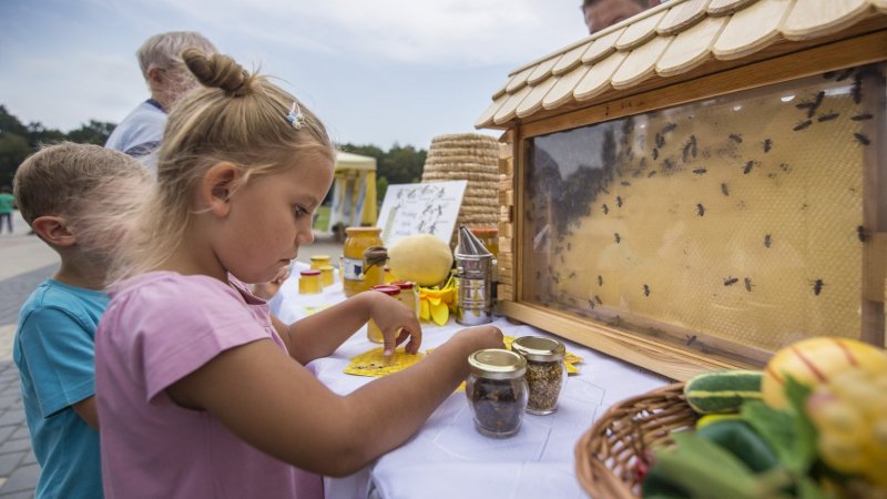 Dzieci i dorośli będą mogli zgłębić tajniki pszczelego życia (fot. mat. organizatora)