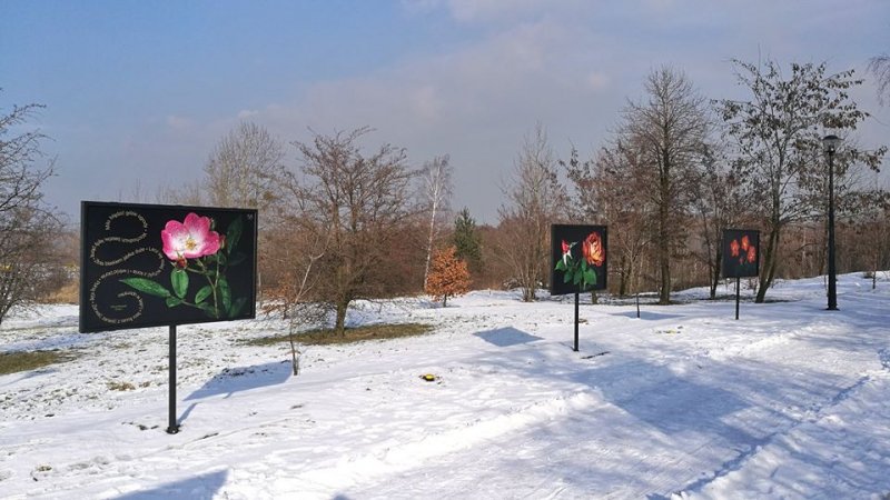 Róże z fotografii rosną w Ogrodzie Botanicznym PAN w Powsinie, gdzie znajduje się najwięcej gatunków róż w Polsce (fot. mat. organizatora) 