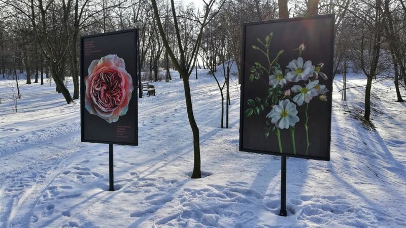 Róże z fotografii rosną w Ogrodzie Botanicznym PAN w Powsinie, gdzie znajduje się najwięcej gatunków róż w Polsce (fot. mat. organizatora) 