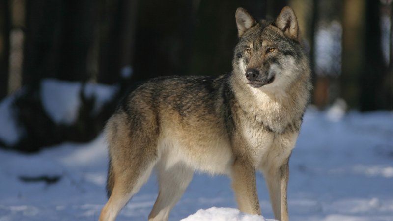 W Internecie krążyło nagranie watahy wilków, która miała pojawić w pobliżu tyskiej dzielnicy Wilkowyje (fot. mat. pixabay)