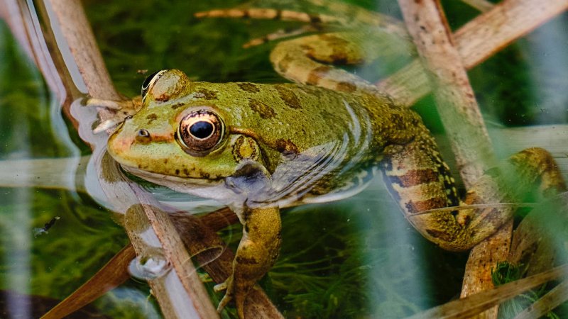 „Nie bój żaby! O płazach i ludziach w środowisku poprzemysłowym” to atrakcje dla dzieci, młodzieży i dorosłych (fot. mat. pexels)