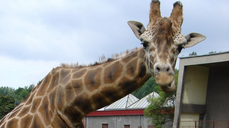 W śląskim ZOO można od niedawna podziwiać również żyrafy, które wróciły tu po kilku latach nieobecności (fot. wok)