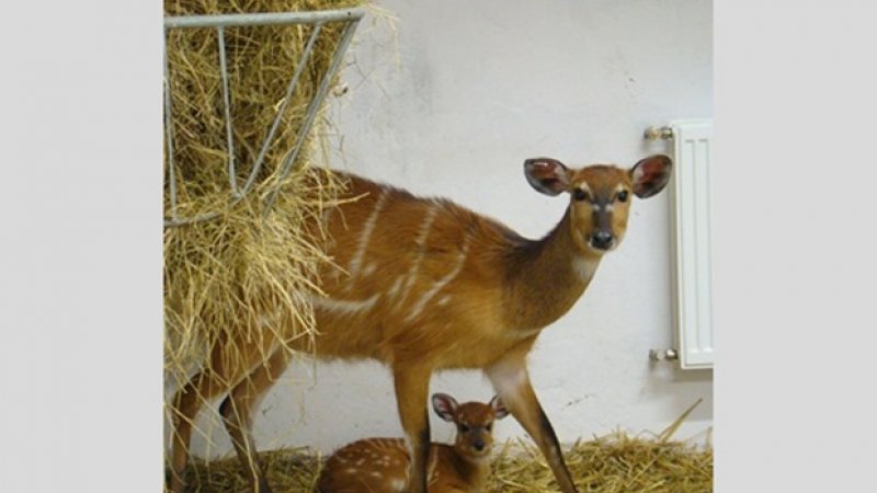 Młoda sitatunga z mamą (fot. materiały zoo)