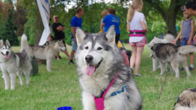Obok szeregu atrakcji organizatorzy przewidzieli również zawody sportowe z psami, dogtrekking i canircross (fot. mat. organizatora)