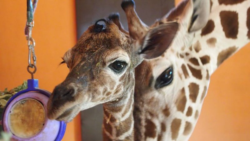 Żyrafa przyszła na świat 13 września. To dla niej szczęśliwa data (fot. mat. Parku Śląskiego)