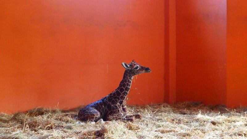 Żyrafa przyszła na świat 13 września. To dla niej szczęśliwa data (fot. mat. Parku Śląskiego)