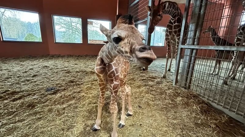 Lilo urodziła się 16 stycznia w Śląskim Ogrodzie Zoologicznym (fot. archiwum zdjęć FB Śląski Ogród Zoologiczny)