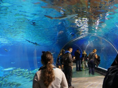 Jedną z największych atrakcji wrocławskiego Afrykarium jest podwodny tunel (fot. mat. ZOO Wrocław)