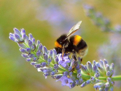 Pszczoły i inne owady będą bohaterami spotkania w gliwickim Muzeum (fot. foter.com)