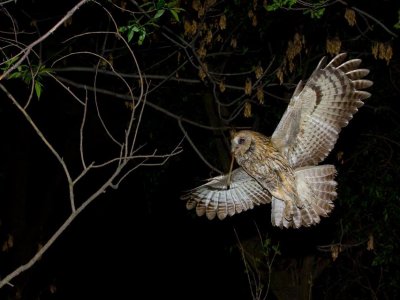 Nocne obserwacje ptaków to nie lada gratka dla wszystkich małych ornitologów (fot.mat. organizatora)