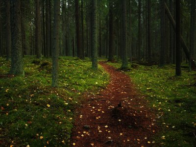 Las jest tematem ogólnopolskiego konkursu dla dzieci organizowanego przez miasto Będzin (fot. foter.com)