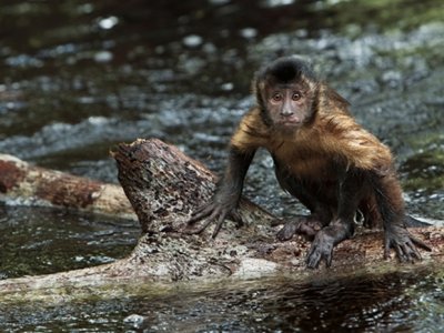 Przygody małpki na dużym ekranie (fot. materiały BECEK-u)