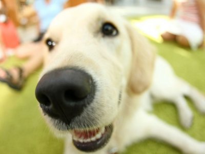Pies jest przyjacielem człowieka. Trzeba jedna pamiętać o kilku podstawowych zasadach wspólnego funkcjonowania (fot. mat. organizatora)
