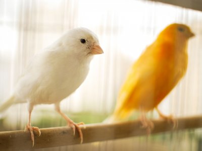 Wystawa kanarków i ptaków egzotycznych odbędzie się w dniach 11-12 listopada (fot. pixabay)