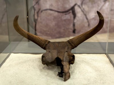 Na wystawie w Muzeum Śląskim będzie można obejrzeć fascynujące eksponaty i dowiedzieć się czegoś więcej na temat pochodzenia zwierząt domowych np. krowy (fot. mat. organizatora)