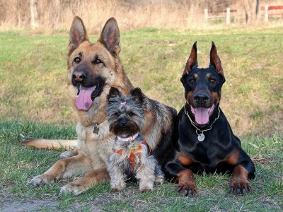 Woofstock to miejsce gdzie świetnie bawią się zarówno psy, jak ich właściciele (fot. pixabay)