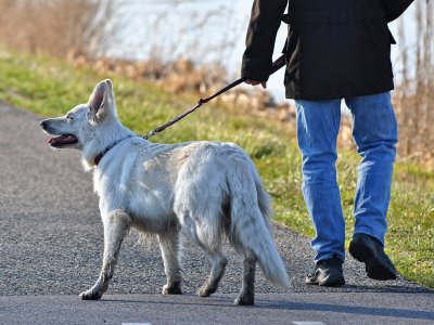 Sobotni spacer to świetna okazja, by pomóc psom ze schroniska (fot. pixabay)