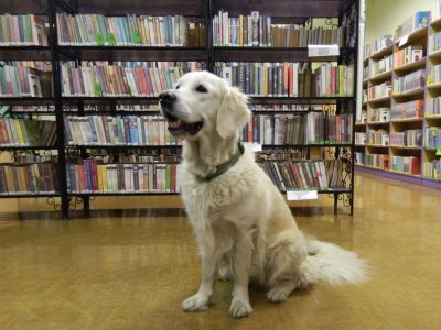 Żorska biblioteka zaprasza na nietypowe spotkanie - z psami (fot. mat. MBP Filia 5 w Żorach)