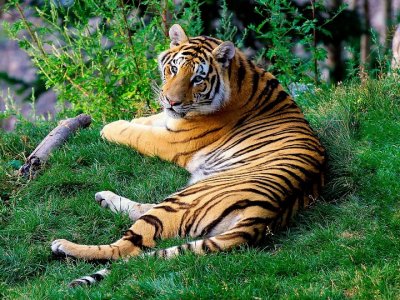 Śląskie zoo obecnie zamieszkuje 8 gatunków dzikich kotów (fota. mat. pixabay)