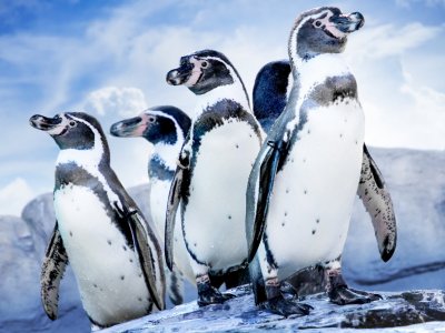 Wśród licznych atrakcji znajdzie się pokazowe karmienie pingwinów Humbolta (fot. mat. organizatora)