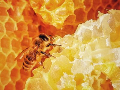 Etnospacer zakończy się warsztatami budowania domków dla pszczół (fot. mat. organizatora)