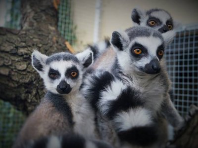 Lemury (fot. materiały prasowe)