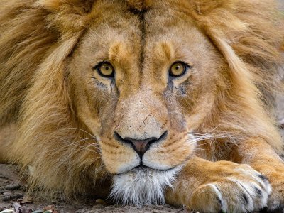 W chorzowskim zoo mieszkają 324 gatunki zwierząt, w tym 75 gatunkow ssaków (fot. pixabay) 