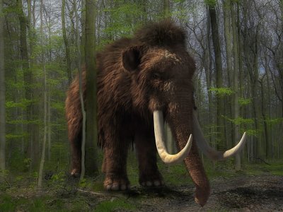 Jedną z niespodzianek będzie możliwość obejrzenia prawdziwego ciosu mamuta włochatego (fot. mat. pixabay)