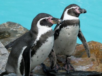 Śląskie zoo zamieszkają pingwiny peruwiańskie - Humboldta (mat. organizatora)