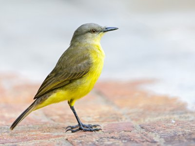 Międzynarodowy Dzień Ptaków obchodzimy 1 kwietnia, ale w śląskim zoo 29 marca będzie można z tej okazji skorzystać z szeregu atrakcji (fot. foter.com)
