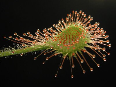 Owadożerny liść rosiczki okrągłolistnej  (fot. Petr Dlouhy/wikipedia)
