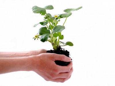 Aż 10 tys. sadzonek zostanie rozdanych w trakcie ogólnopolskiej kampanii Ekoodpowiedzialni (fot. Pixabay)