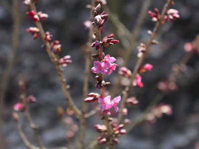 Pierwszy dzień wiosny w Śląskim Ogrodzie Botanicznym będzie obchodzony 22 marca (fot. mat. organizatora)