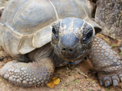 Międzynarodowy Dzień Żółwia będzie świetną okazją do odwiedzenia Śląskiego ZOO (fot. foter.com)